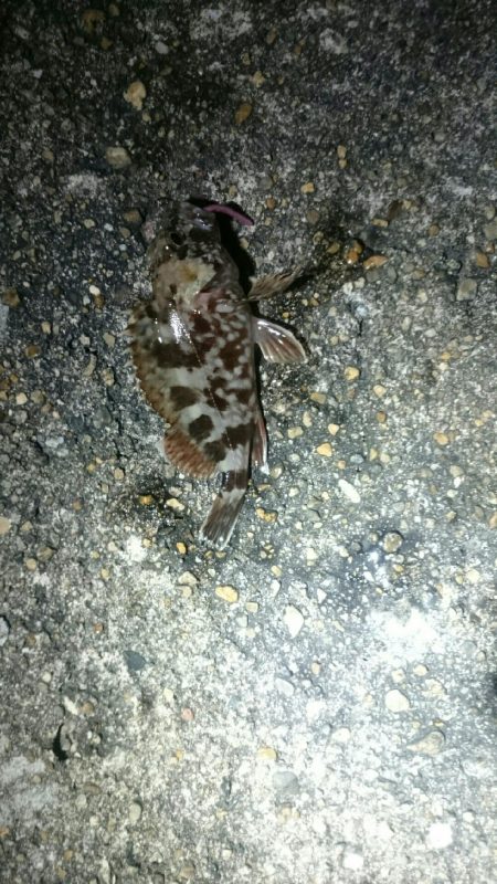 やっぱりアジが居ない。