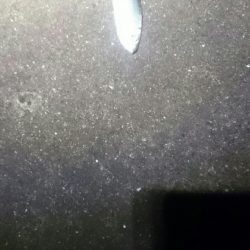 今日はダメでした。