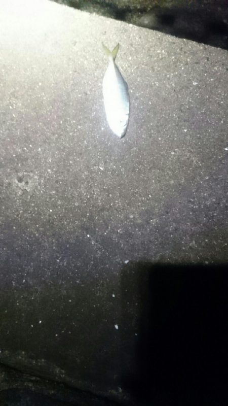 今日はダメでした。