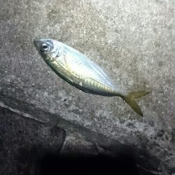 タチウオも少ない？