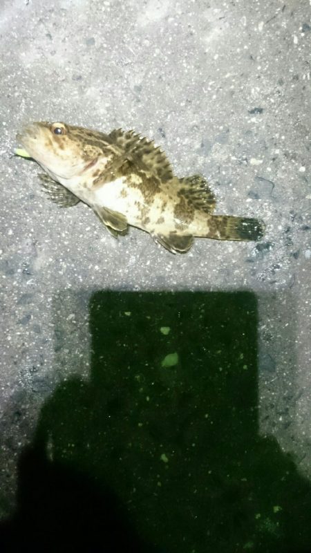 ランガンしてやっと見つけた。