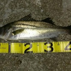 マイワシーバスサヨリチヌ