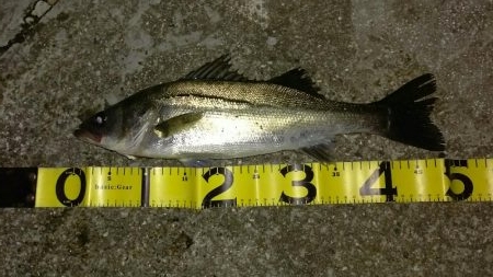 マイワシーバスサヨリチヌ