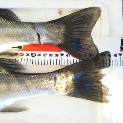 阿南市の大野突堤でタチウオとシーバス好調