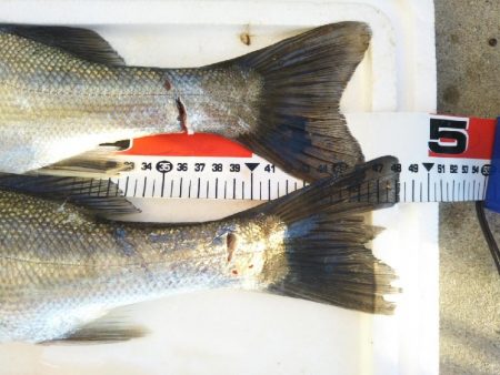 阿南市の大野突堤でタチウオとシーバス好調