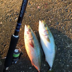 ボイルもありつつでハマチ2