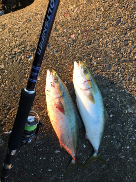 ボイルもありつつでハマチ2