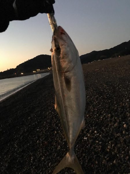 大里松原海岸 ハマチ3匹