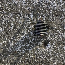 イシダイの幼魚