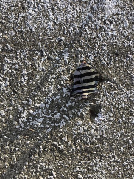 イシダイの幼魚