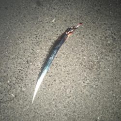 まさかのこんなとこで太刀魚