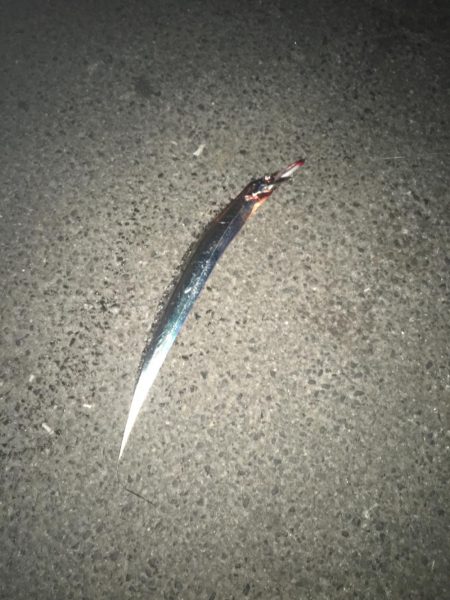 まさかのこんなとこで太刀魚