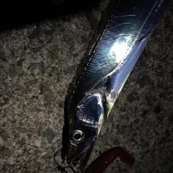 久しぶりの爆釣