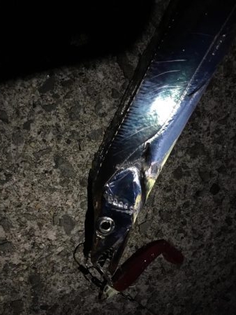 久しぶりの爆釣