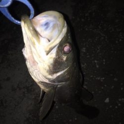 神戸空港シーバスゲーム