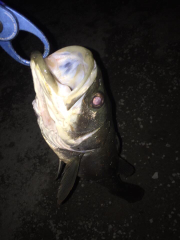 神戸空港シーバスゲーム