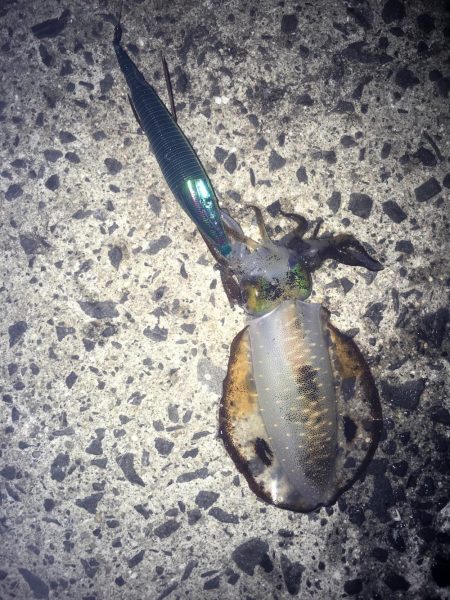 久々にこましなサイズ