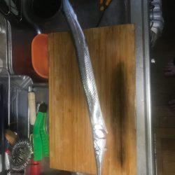 ショアジギングで78cmダツ