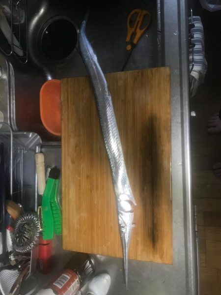 ショアジギングで78cmダツ