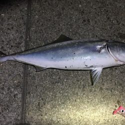 ハマチ漁一本釣り