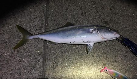 ハマチ漁一本釣り