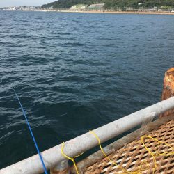 ノマセ釣りとショアジギング