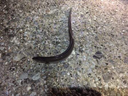 まぁなんとか食べれるぐらい