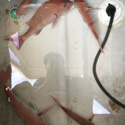 ジギング  鯛ラバ