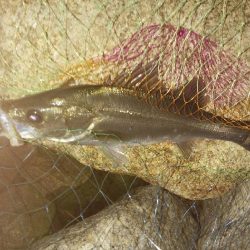 ほとんどの方がシーバス連発