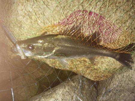 ほとんどの方がシーバス連発