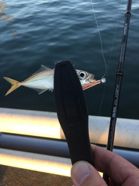 ジギングからのアジング