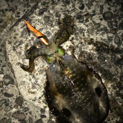 木岐→由岐エギング