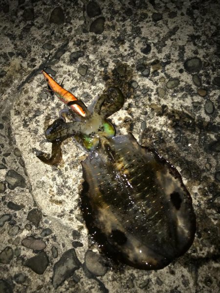 木岐→由岐エギング