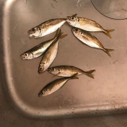 毎夜のアジング