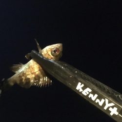 色んな魚たち。