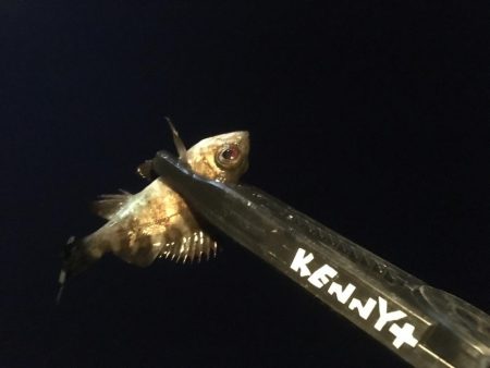 色んな魚たち。