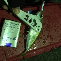 アジング成功！