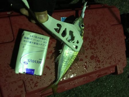 アジング成功！