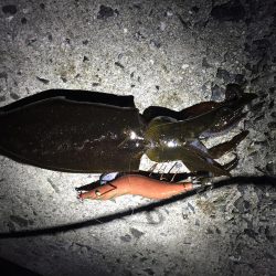 久々淡路エギング