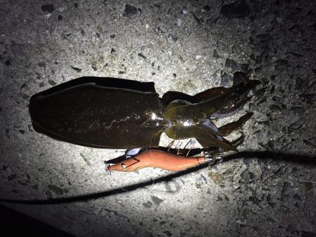 久々淡路エギング