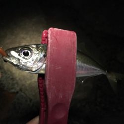 高活性ライトゲーム