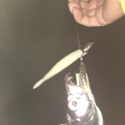 タチウオタチウオタチウオ