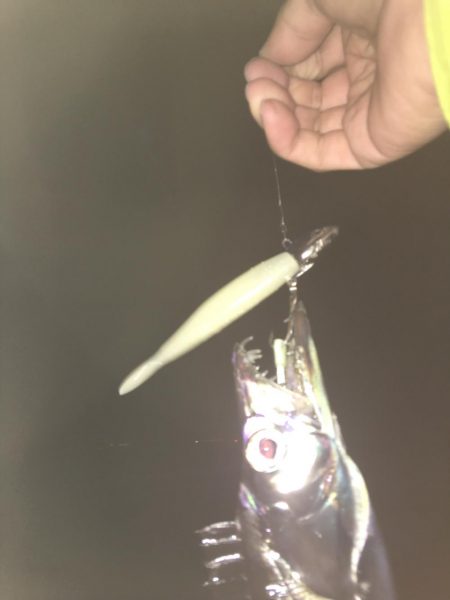 タチウオタチウオタチウオ