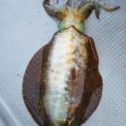 今期初のキロアップ