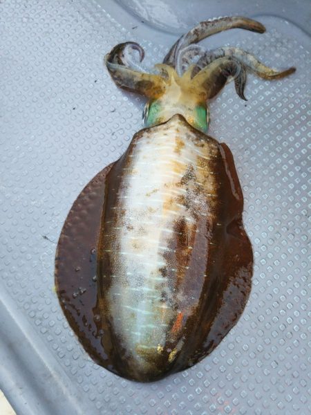 今期初のキロアップ