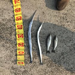 駄目もとハマチ釣り