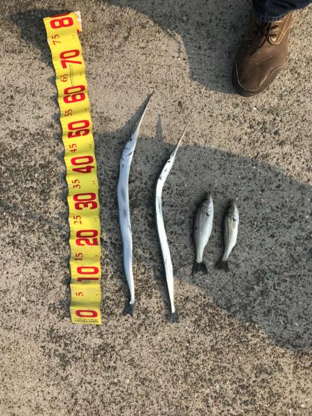 駄目もとハマチ釣り