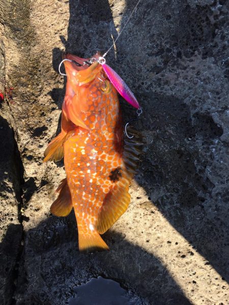 青物狙いのはずが・・・