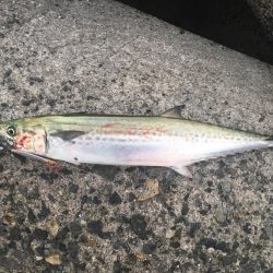 さんダージグでサゴシ