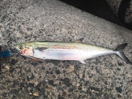 さんダージグでサゴシ